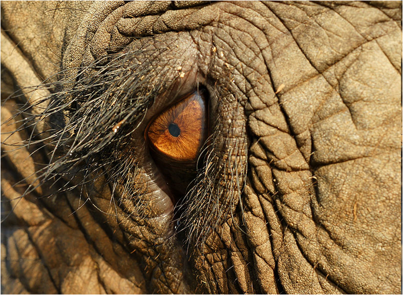 A close-up photo of the eye of an elephant.