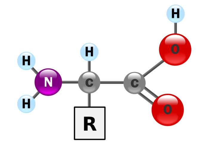 Generell strukturformel for aminosyre. Grafikk.