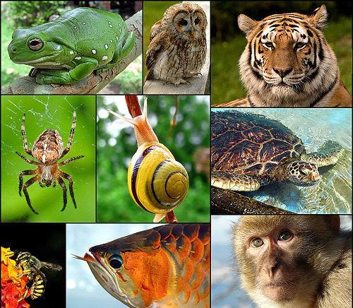 Biletkollasj av frosk, ugle, tiger, edderkopp, snigel, skilpadde, veps, fisk og ape. Foto.