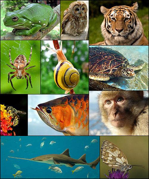 Bildekollasj av en frosk, ugle, tiger, edderkopp, snegle, skilpadde, veps, gullfisk og ape. Foto.