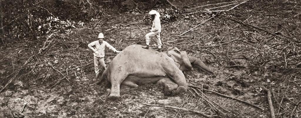 Vintage 19th century photograph: big game hunters, Asia, with the body of a dead elephant that they have shot.