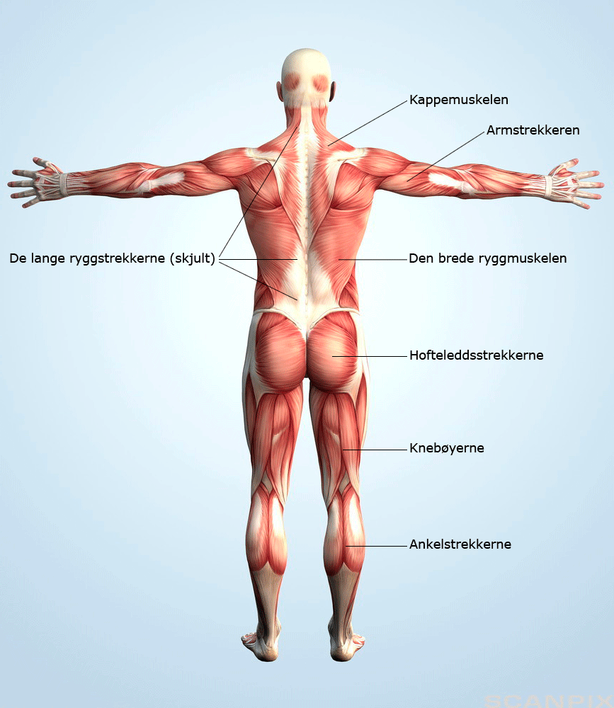 Kroppens muskler sett bakfra. Illustrasjon.
