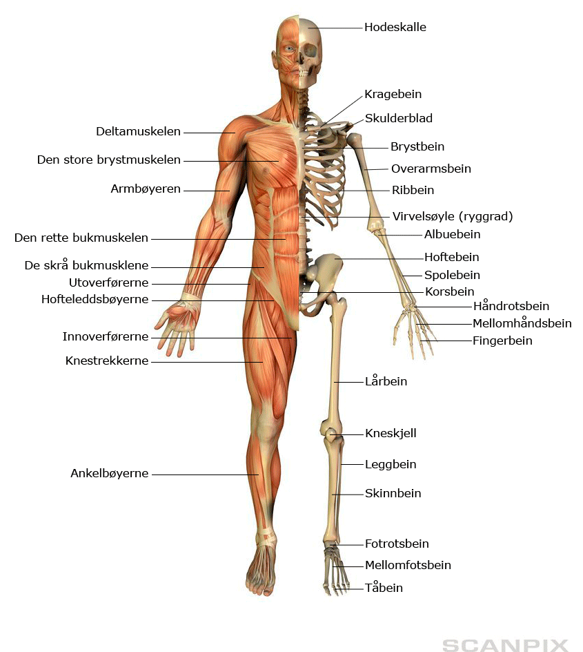 Muskel- og skjelettsystemet. Halvparten er skjelett, og halvparten er muskler. Illustrasjon.