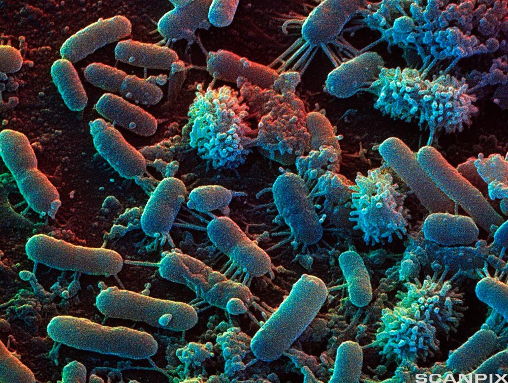 Mikroskopbilde av bakterier. Foto.