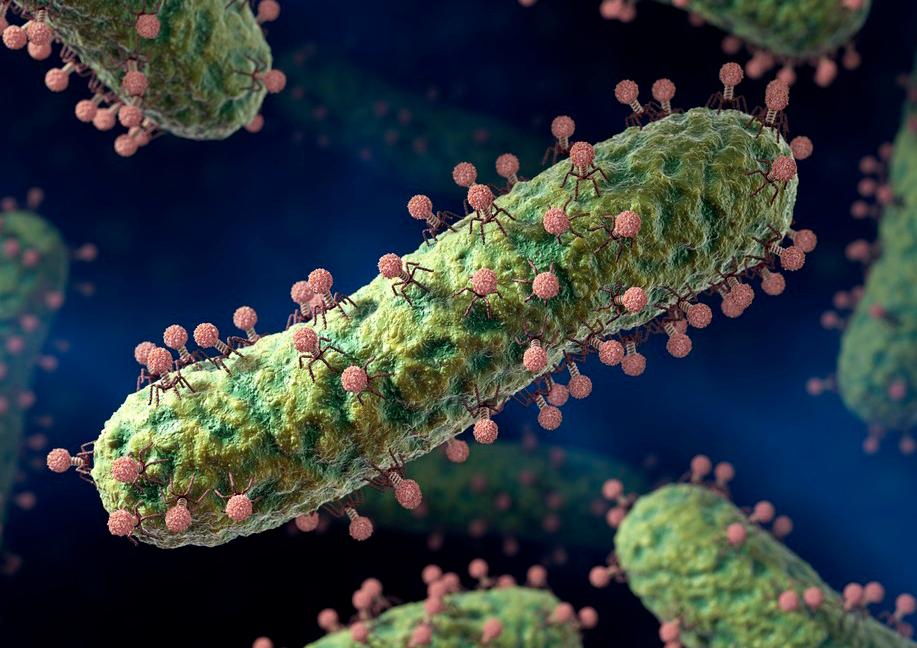 Mange bakteriofager angriper en bakterie. Bakterien er avlang og grønn. Bakteriofagene er små og illustrert med rosa hoder og edderkoppbein. Illustrasjon.