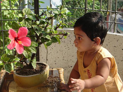 Liten gutt leker med potteplante. Foto. 