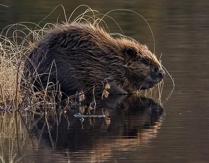 Bever sitter i vannkanten. Foto.