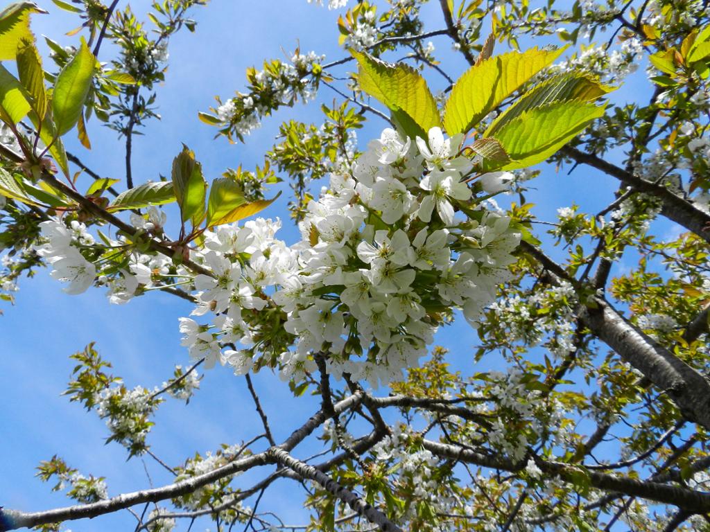 Cherry tree in bloom, the sky above is blue. 