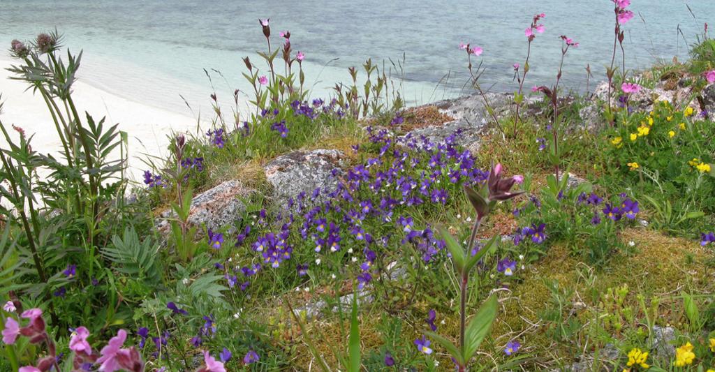 Mange ulike plantar med fargerike blomstrar på bergknaus ved kysten. Foto.