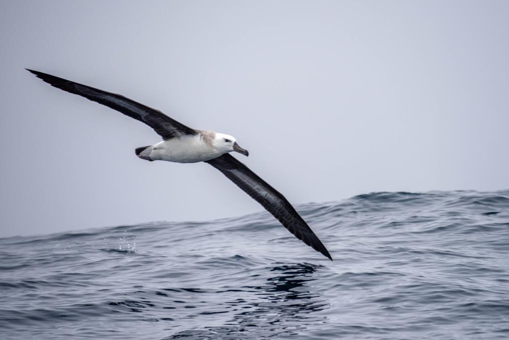 An albatross flying just above the water. Photo. 