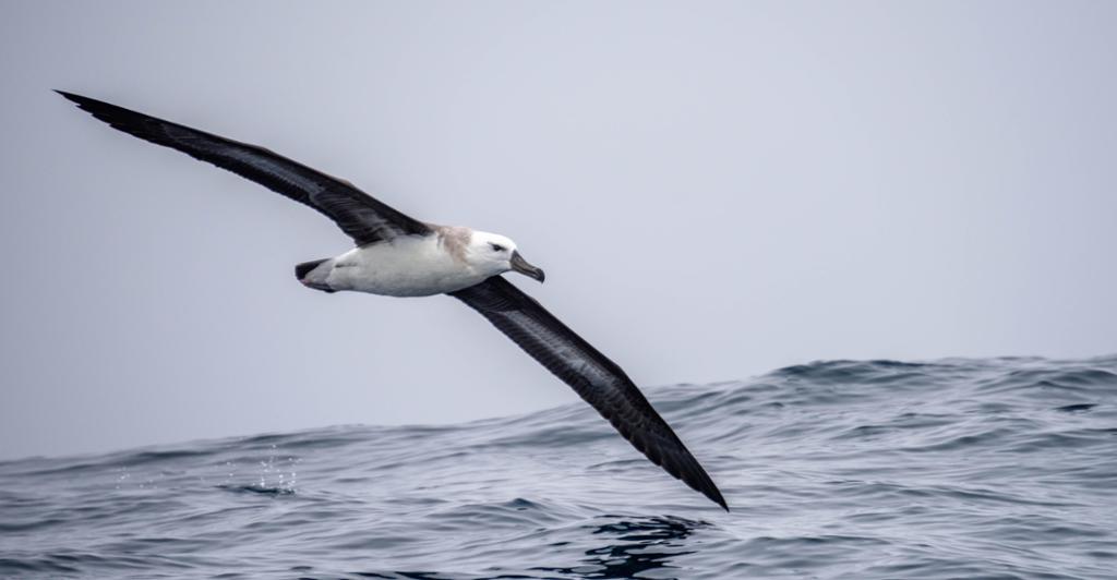 An albatross flying just above the water. Photo.