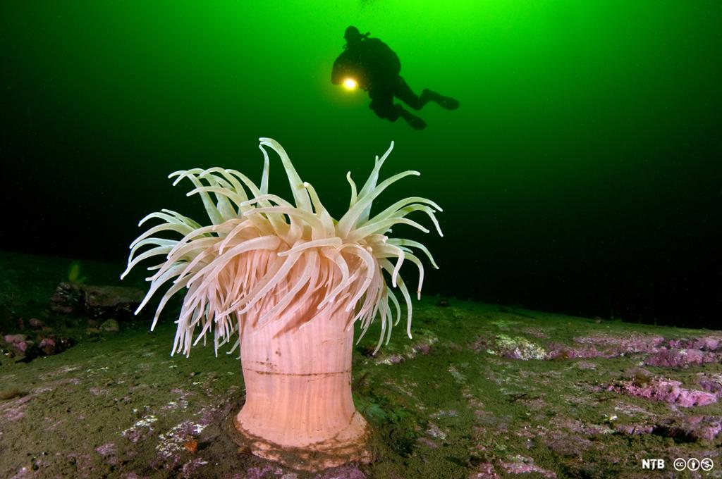 Dykker nærmer seg stor sjøanemone på havbunnen. Foto.