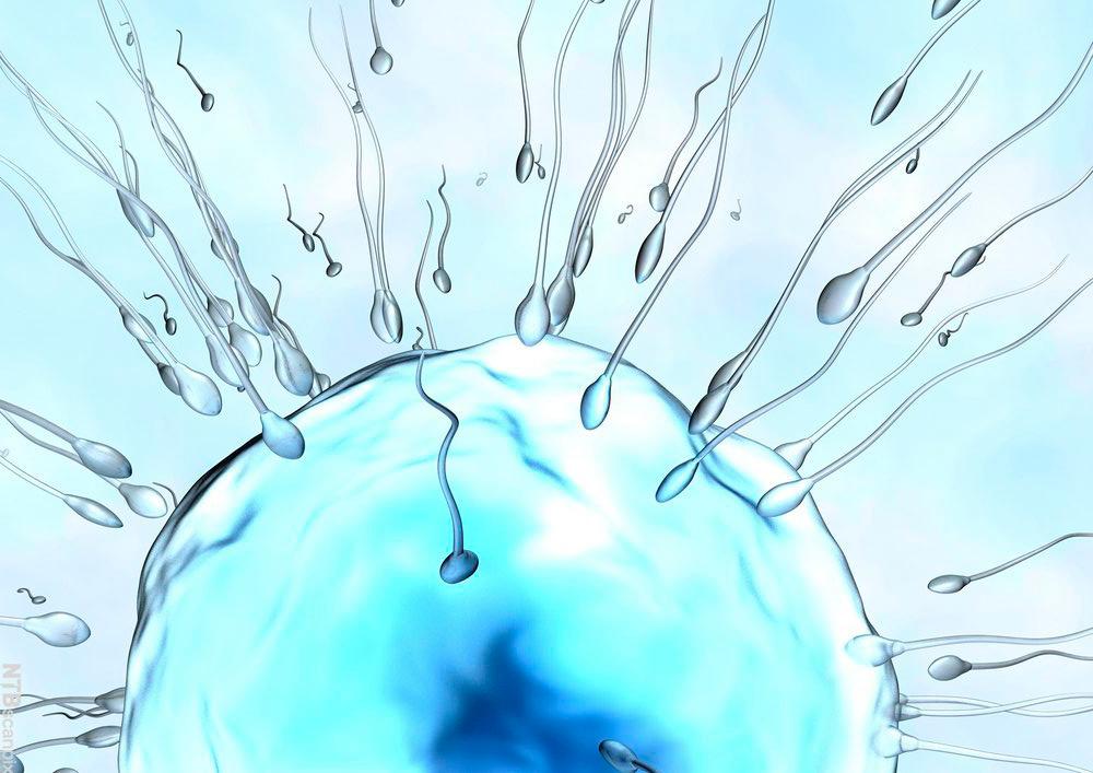 Eggceller som svømmer mot en eggcelle. Grafisk illustrasjonsbilde. 