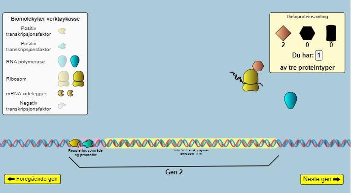 mRNA, RNA-polymerase og ribosom i aktivitet. Illustrasjon.