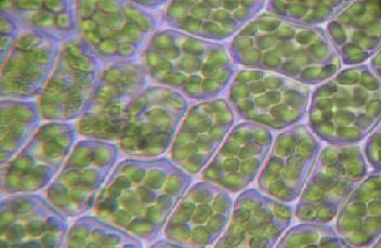 Planteceller med kloroplaster. Foto.