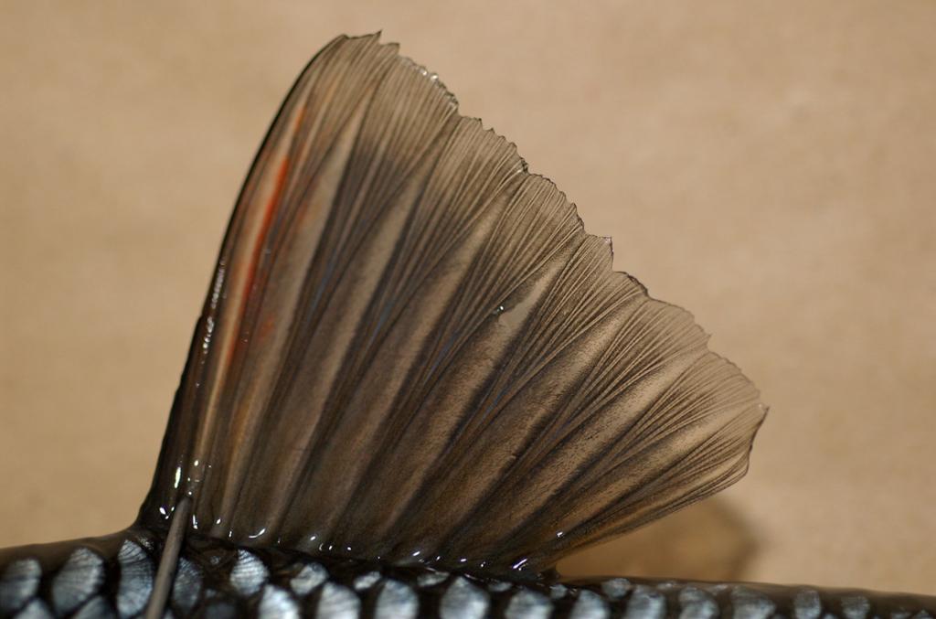 Nærbilde av ryggfinne hos fisk. Foto.
