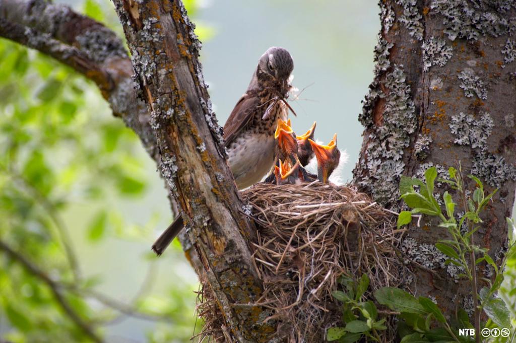 Foto av fugl med insekt i nebbet. Fuglen mater ungene sine, som sitter i reiret med gapende nebb.