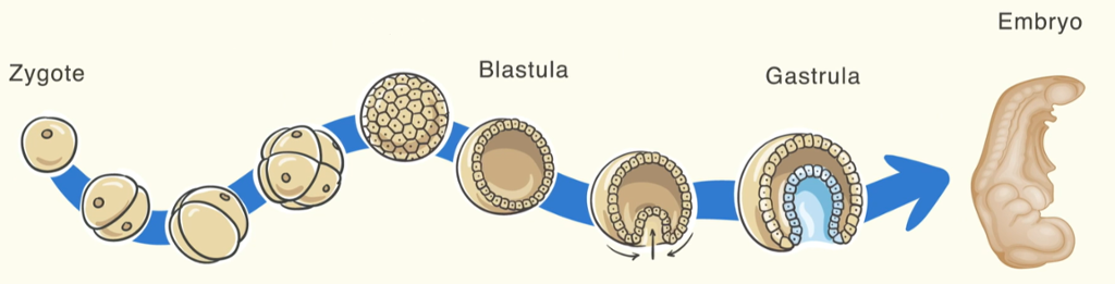 Ei celle deler seg mange gonger og utviklar meir komplekse strukturar i prosessen fram mot å bli eit embryo. Illustrasjon. 