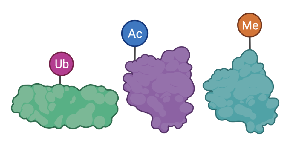 Tre ulike proteiner med ulike "adresselapper". Illustrasjon. 