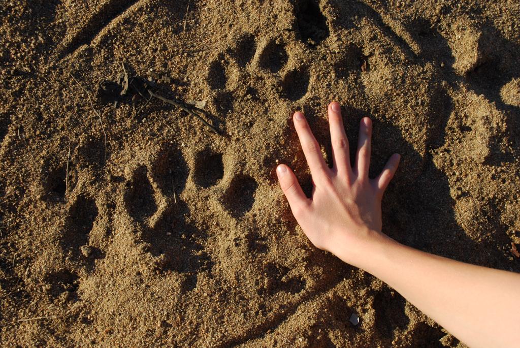 Lion Footprints and human hand. Photo