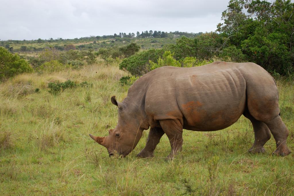 Rhino eating grass. Photo