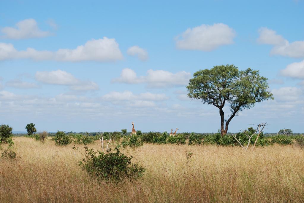 Mlondozi. Photo