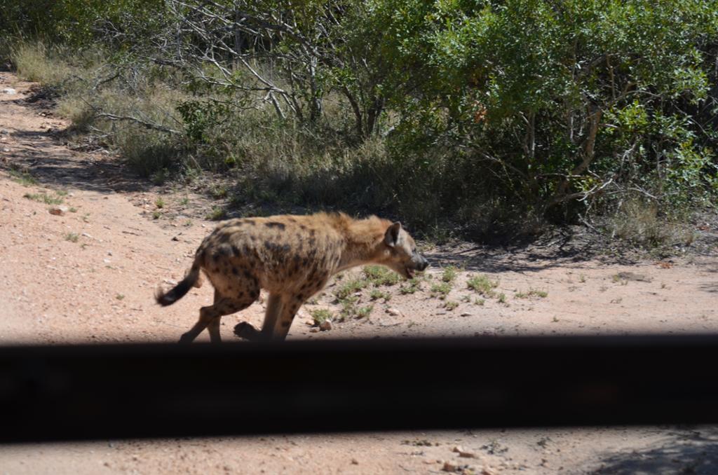 Hyena. Photo