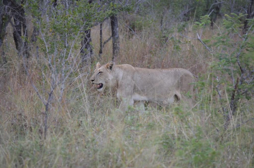 Lioness in a field. Photo