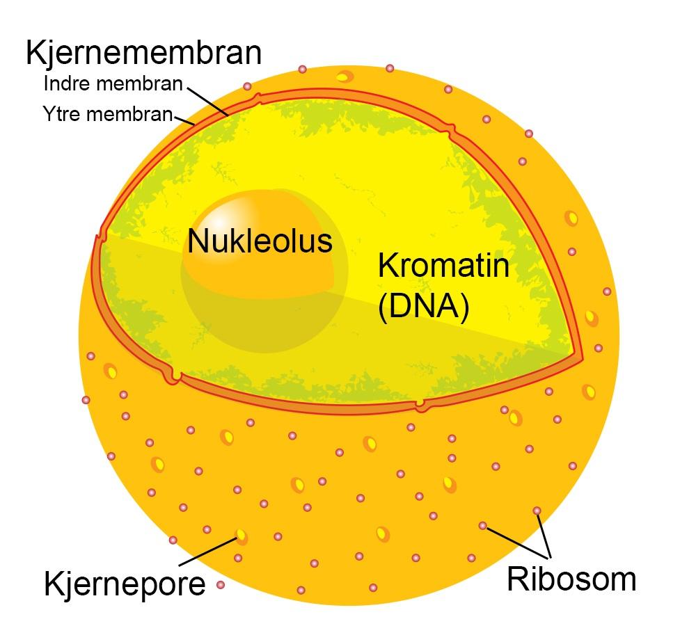 Teikning av cellekjerne med membranporer, ribosom og nukleolus. Illustrasjon.