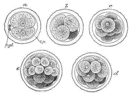 Utvikling til embryo. Illustrasjon.