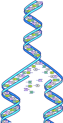 DNA kopieres. Illustrasjon.
