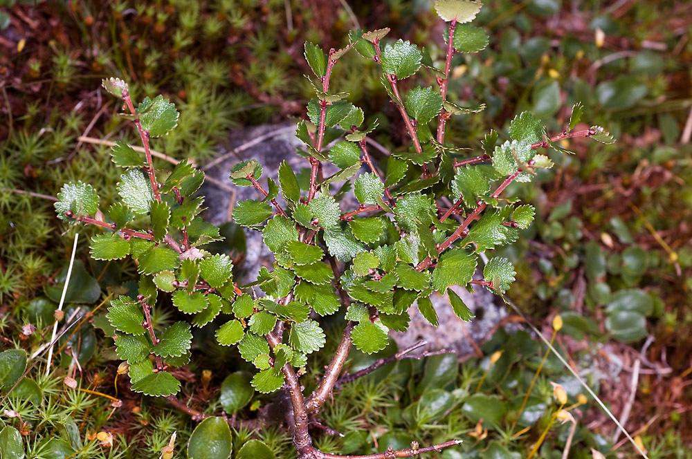 Dvergbjørka har grønne, små, stive og taggete blad. Foto.