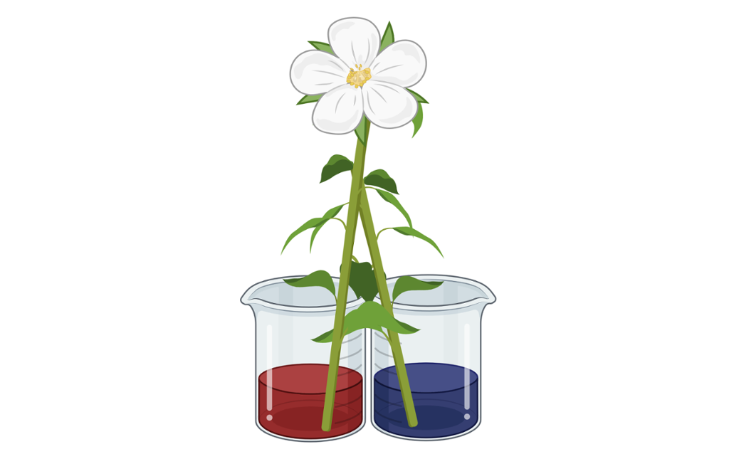 En hvit blomst der stilken er splittet og delene er plassert i hver sin fargeløsning. Illustrasjon. 