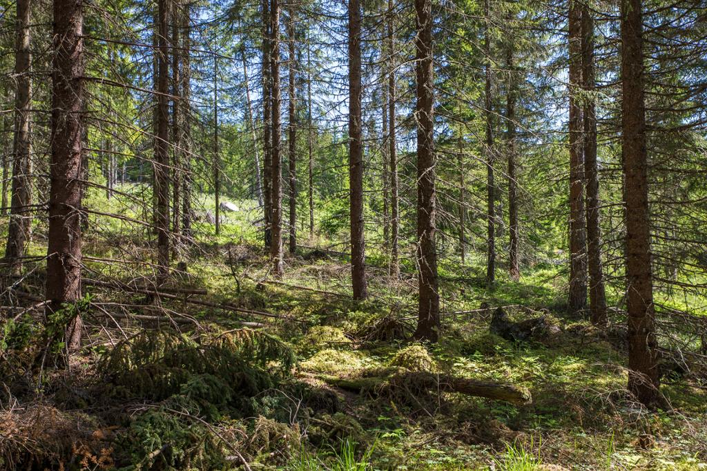 Ung granskog med kvister på bakken. Foto