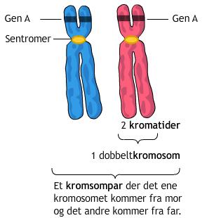 Kromosompar med doble kromosomer. Illustrasjon.