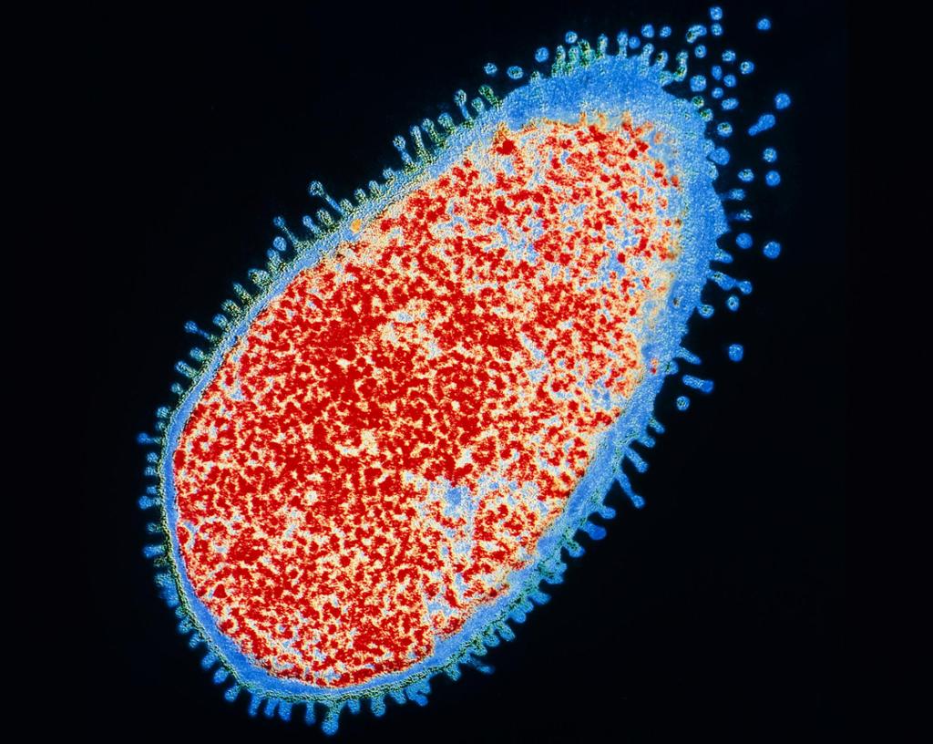 Ein bakterie som har ei oval form med fleire mindre utløparar langs kanten. Mikroskopfoto. 