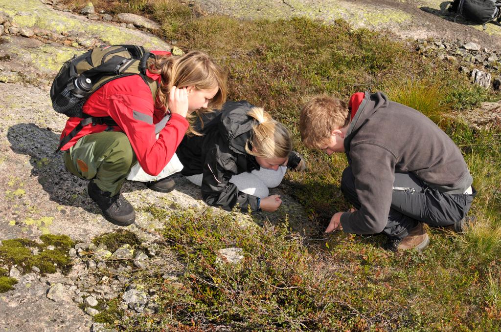 Elever gjør undersøkelser i fjellet. Foto