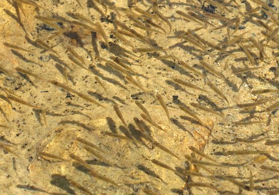 Tett i tett av små fiskeynglar på cirka 3 cm på grunt vatn. Foto.