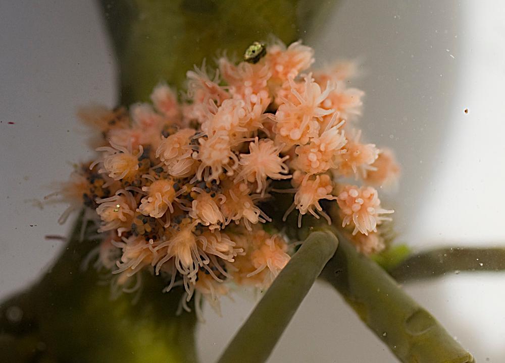 Nærbilde av tangblomst. Foto
