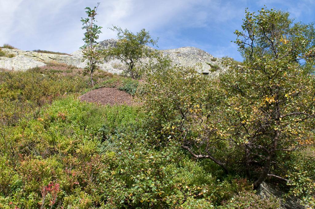 Fjellbjørk i en frodig og grønn bakke på fjellet. Foto