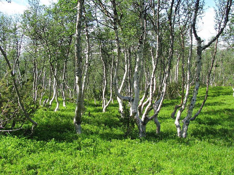 Såekie-boelte giesege. Guvvie.