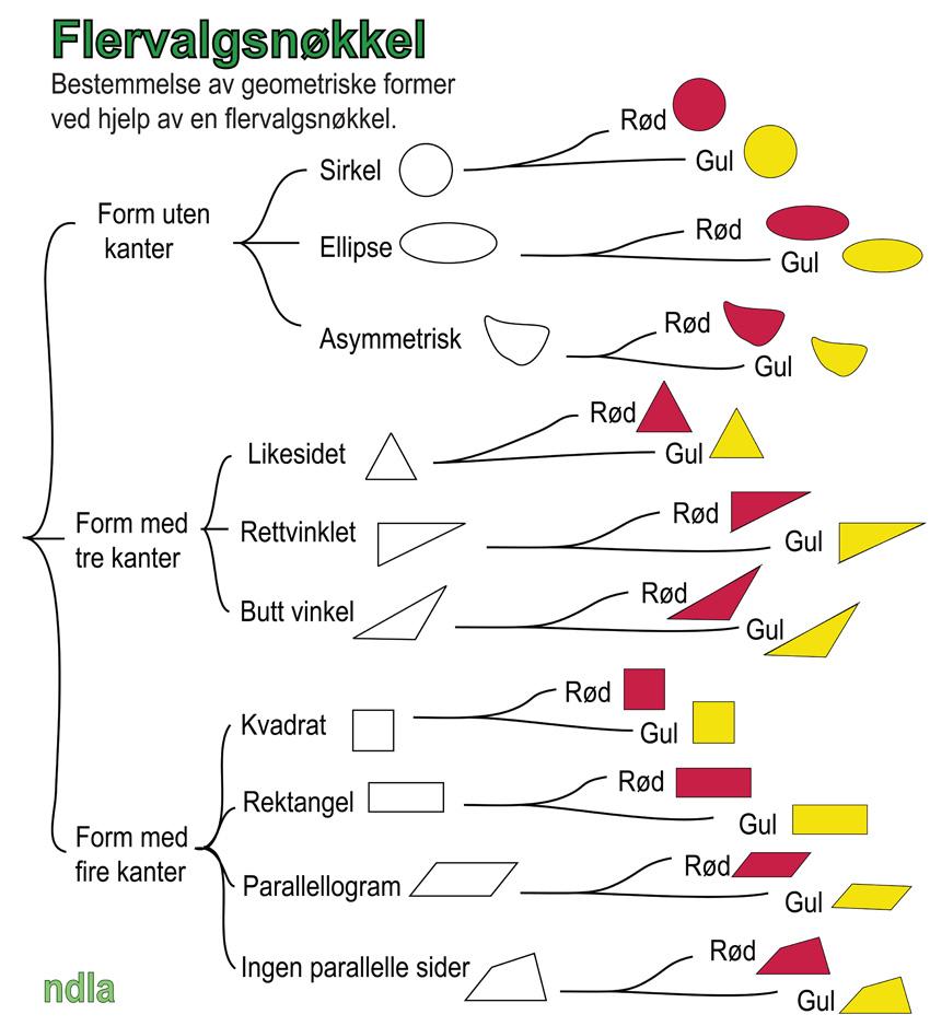Skjema der du velger mellom flere alternativer hver gang når du skal artsbestemme. Illustrasjon.