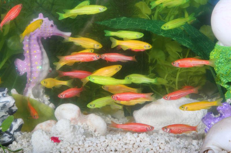 Akvarium. Foto.