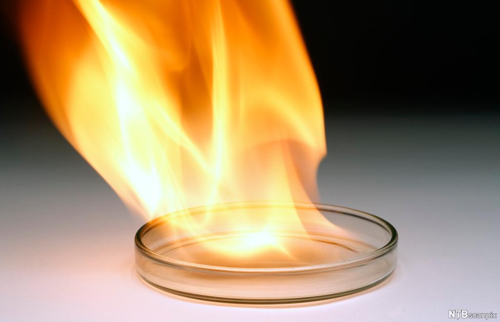 Flammer i petriskål av glass. Foto.