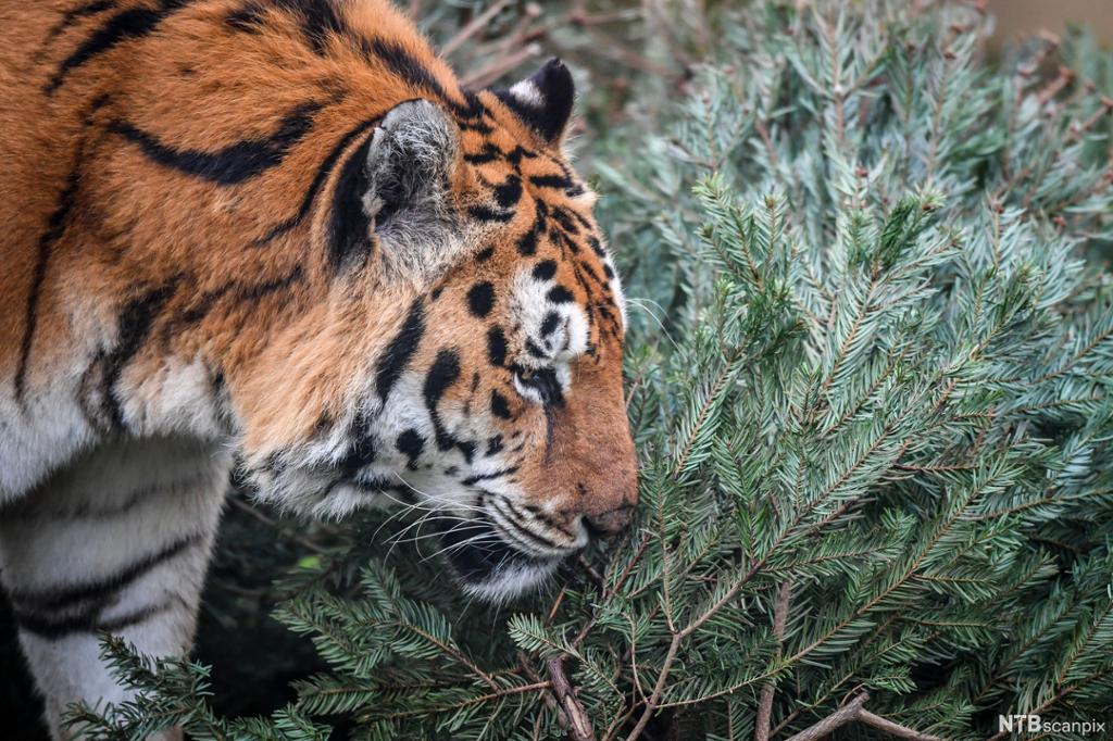 Tiger som sniffer på juletre. Foto.