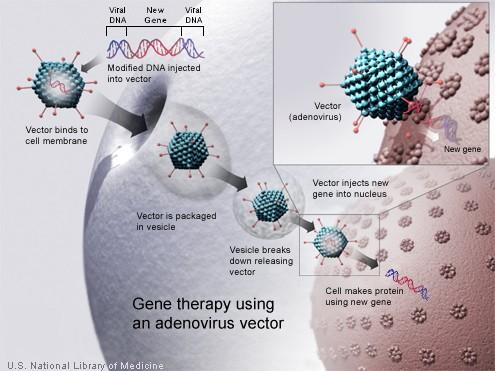 Tegning av hvordan virus overfører DNA til en celle.