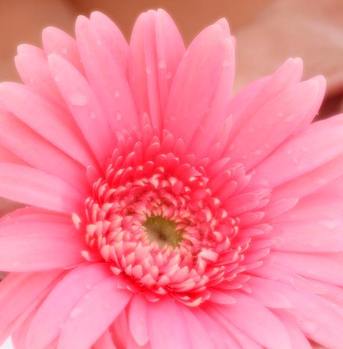 Nærbilde av en rosa blomst. Foto.