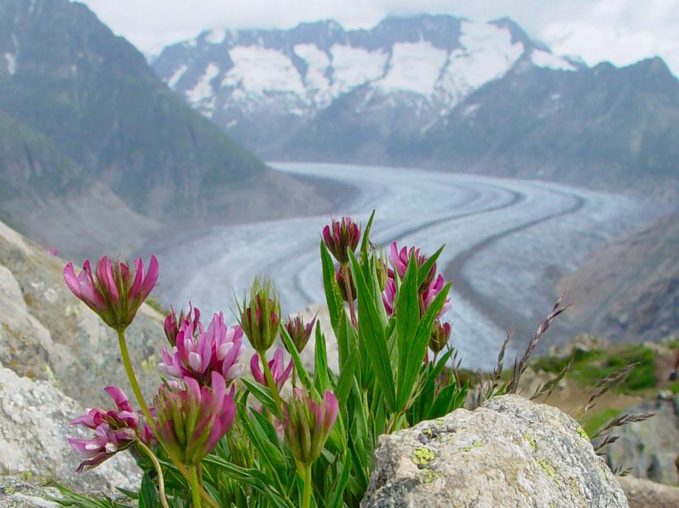 Plante med rosa blomster og grønne blad i fjell-landskap med elvedal i bakgrunnen. Foto.