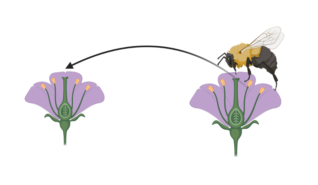 Humle som tar med seg pollen fra en plante til en annen. Illustrasjon.