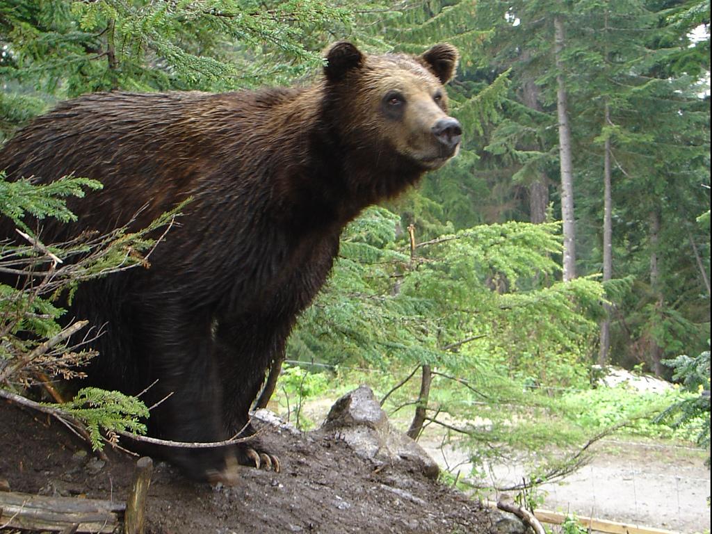 A grizzly bear at Grouse Mount. North Vancouver, BC